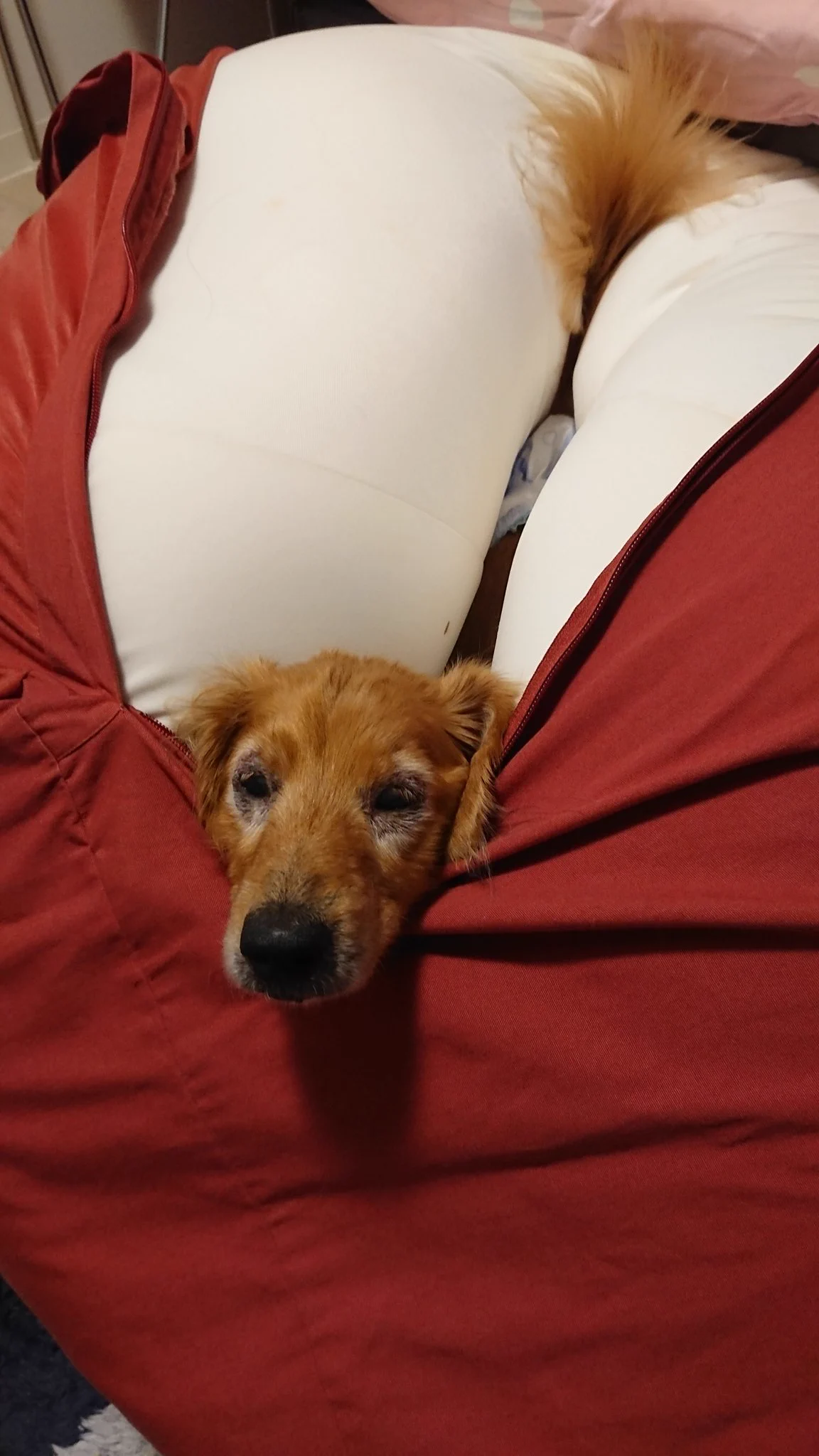 @hidekiccan 我が家のおじいちゃんは、カバーをかける途中が気に入ったのか、クッションの使い方間違えます。 