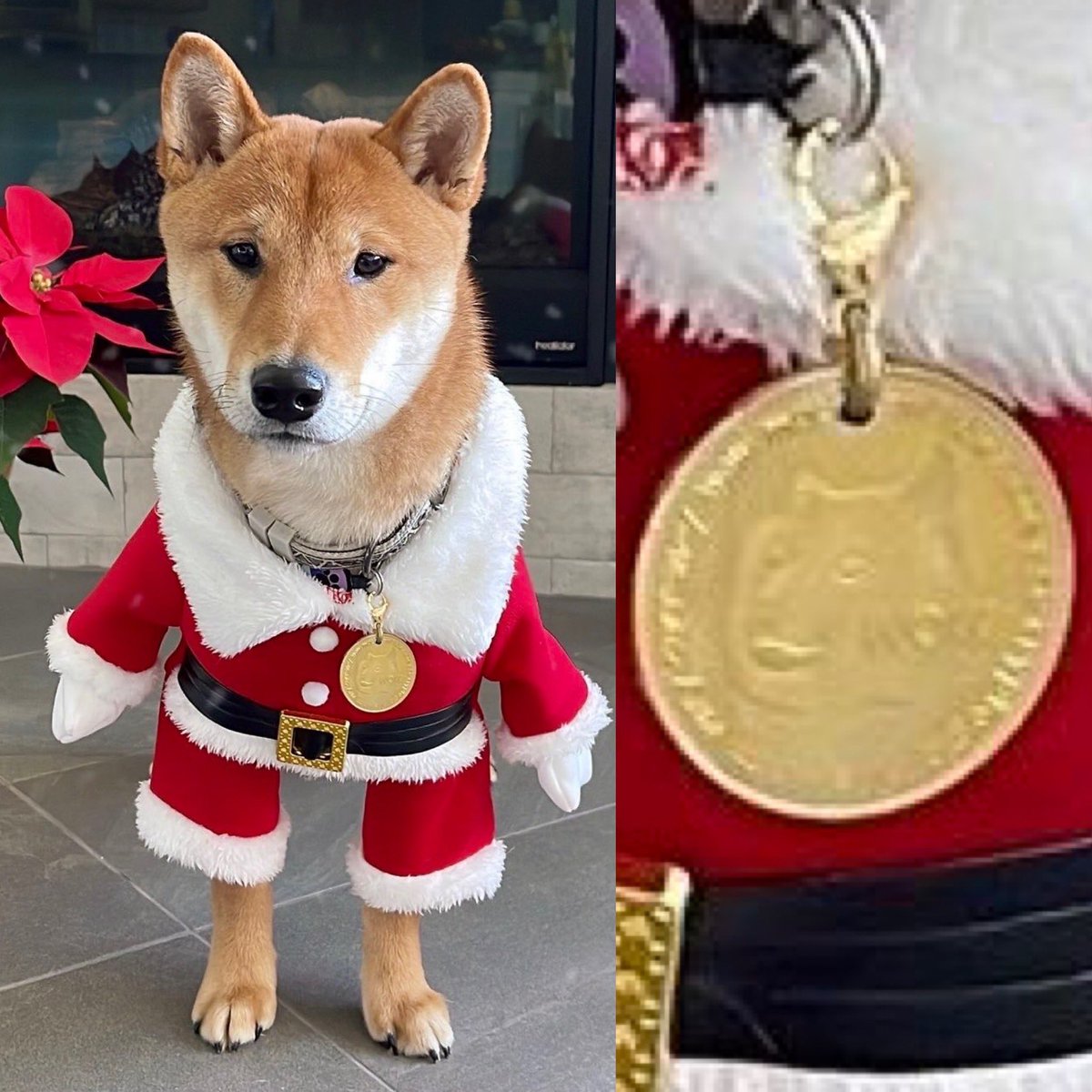 MattWallace888's tweet photo. Elon Musk has multiple HUGE plans for #Dogecoin!!! https://t.co/gM9AgKUim0