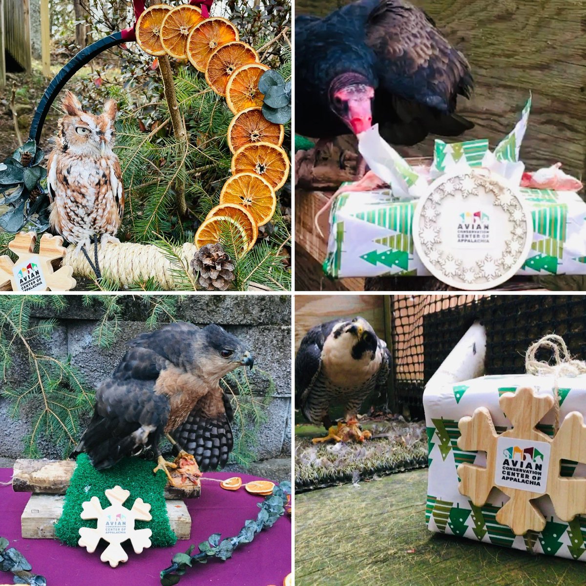 Avian Conservation Center of Appalachia tweet media