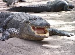 GatorsDaily's tweet image. He smile at u.

Respond :D to smile back
