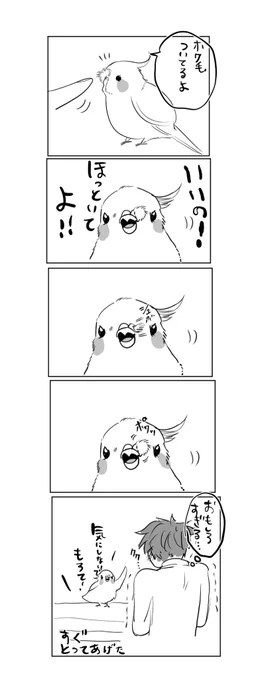 #オカメインコ 