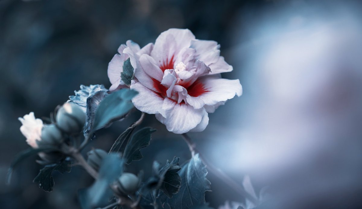 cagdas__topcu's tweet photo. "#rose and blood" #photo by cagdas topcu #storyteller #photography #sunday #mood #shootflim #cinematic https://t.co/jeLkb165Gi