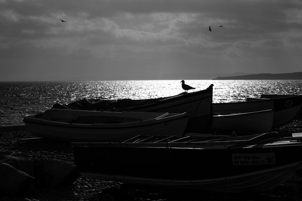 asc_creative's tweet photo. Bird on a boat https://t.co/9Nm1AUzf6g