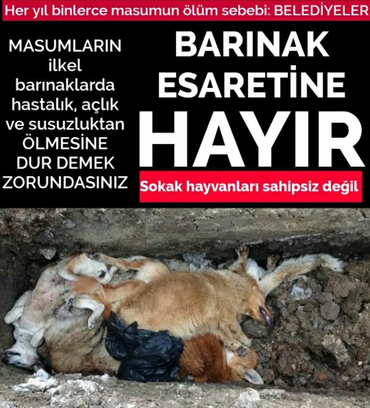 Köpeklerin parçaladığı çocuklar için tek kelam etmeyen sözde hayvan severler, #SokakHayvanlariSahipsizDegildir diyor.

Madem köpekleri düşünüyorsunuz, neden barinaklara alınmasını istemiyorsunuz?

Karda kışta aç susuz sokakta olmaları daha mı iyi?

Yoksa mama rantı mı kesiliyor!