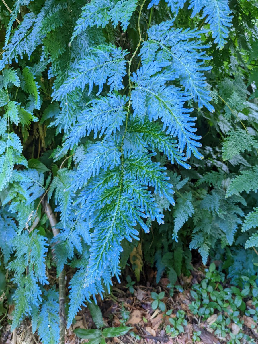 hoffridder's tweet photo. Pretty neat how the ferns look blue when the light hits them just the right way https://t.co/DJgmRNs47f