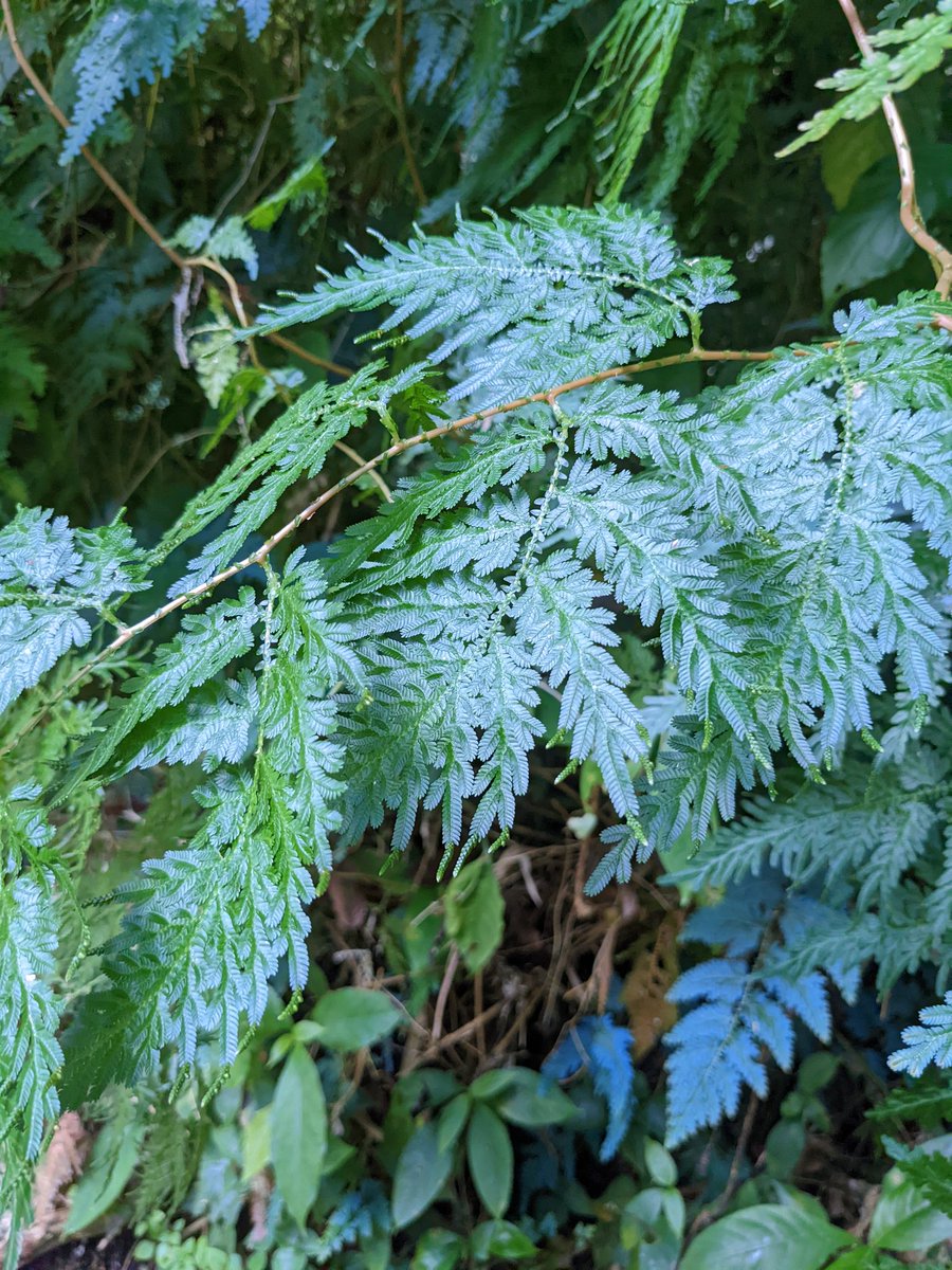hoffridder's tweet photo. Pretty neat how the ferns look blue when the light hits them just the right way https://t.co/DJgmRNs47f