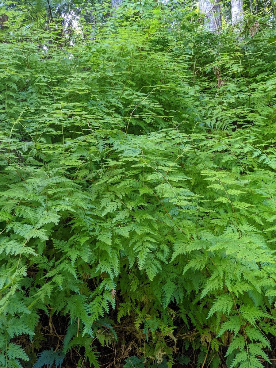 hoffridder's tweet photo. Pretty neat how the ferns look blue when the light hits them just the right way https://t.co/DJgmRNs47f