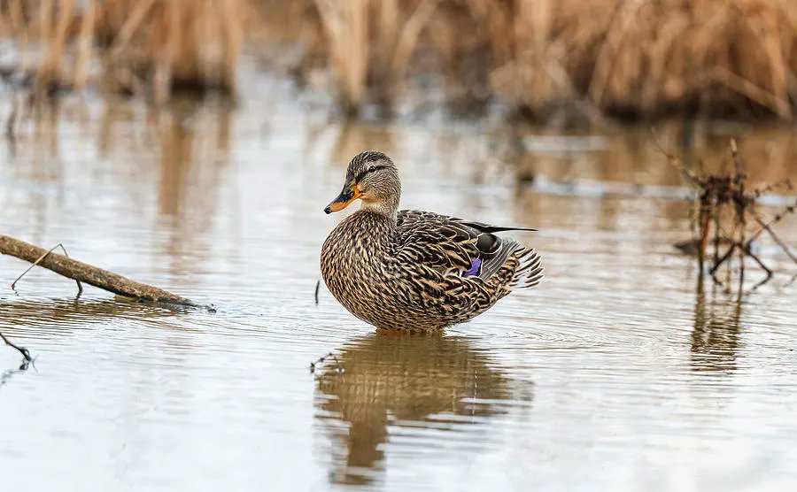 joancarroll's tweet photo. 'Female Mallard! https://t.co/5889L2ygxU #mallard #duck #bird #swimming #reflectons #wildlife @joancarroll https://t.co/EPTYBBRBcD