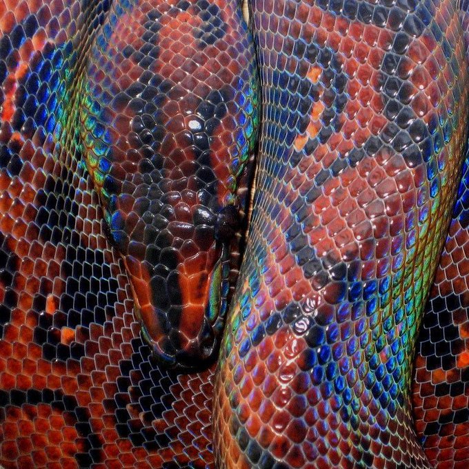 Rainmaker1973's tweet photo. Epicrates cenchria or rainbow boa is known for its attractive iridescent sheen caused by structural coloration [read more: https://t.co/sINCfx3lU8] https://t.co/D2SFFqJ3gL