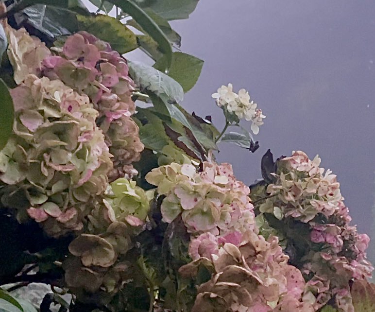 WaltzGarden's tweet photo. The tiniest bits of Summer leftovers in the dark grey mist today. https://t.co/WHyxVuWRHS