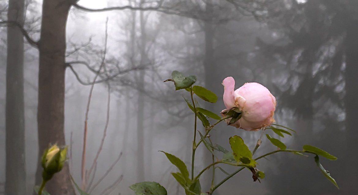 WaltzGarden's tweet photo. The tiniest bits of Summer leftovers in the dark grey mist today. https://t.co/WHyxVuWRHS