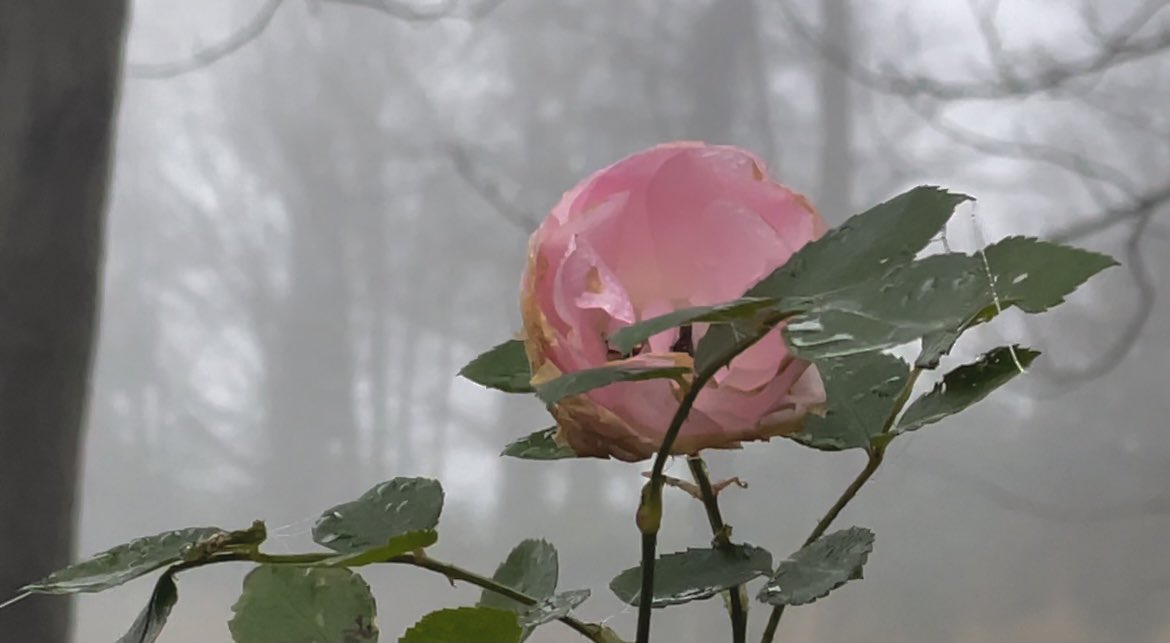 WaltzGarden's tweet photo. The tiniest bits of Summer leftovers in the dark grey mist today. https://t.co/WHyxVuWRHS