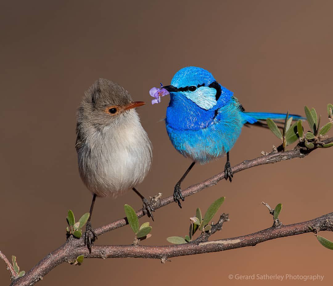 JeanetteEliz's tweet photo. I have a present for you! 💞🌺💕
😊📸 Photography by Gerard Satherley 
#NaturePhotography #NatureBeauty https://t.co/jxV96anwuo