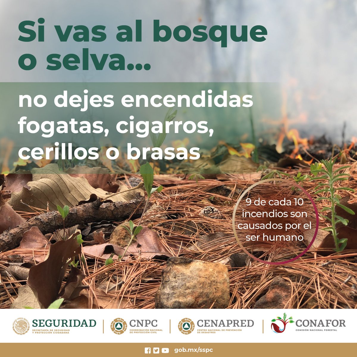 CNPC_MX's tweet photo. ¡Cuidemos nuestros bosques 🌲! Cuando los visites, evita fumar 🚭 y no arrojes materiales inflamables o encendidos. Si vas a acampar 🏕, extrema precauciones al iniciar una fogata 🔥. 

¡Juntos evitamos #IncendiosForestales! https://t.co/Z86Z7ak39E