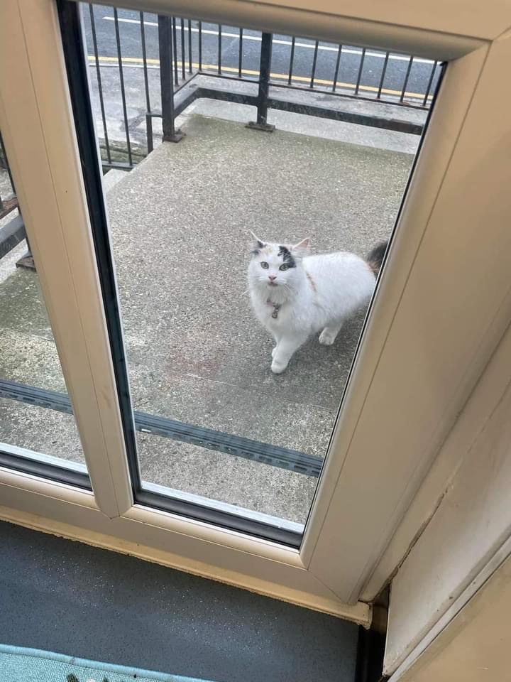 BCWRkittens's tweet image. Little Hattie came to BCWR on Christmas  Eve following, sauntering into Northcote Vets  earlier in the week of her own accord.
If you recognise  this cat and have proof  of ownership  we would love to reunite  her with her family.