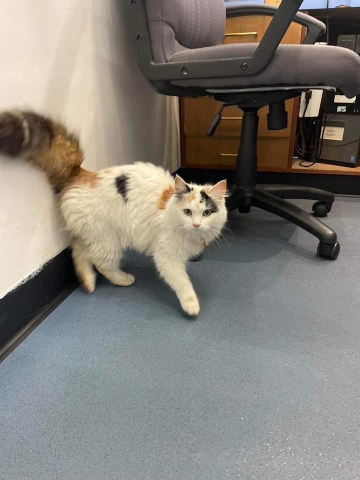 BCWRkittens's tweet image. Little Hattie came to BCWR on Christmas  Eve following, sauntering into Northcote Vets  earlier in the week of her own accord.
If you recognise  this cat and have proof  of ownership  we would love to reunite  her with her family.