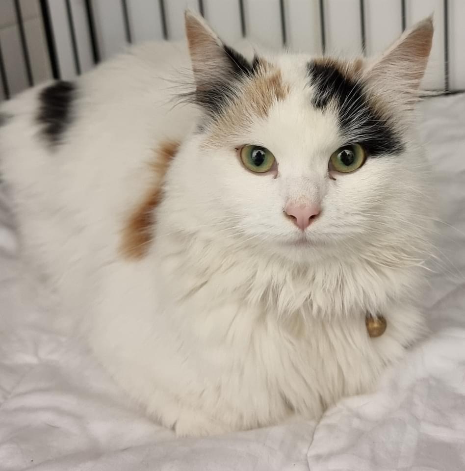 BCWRkittens's tweet image. Little Hattie came to BCWR on Christmas  Eve following, sauntering into Northcote Vets  earlier in the week of her own accord.
If you recognise  this cat and have proof  of ownership  we would love to reunite  her with her family.