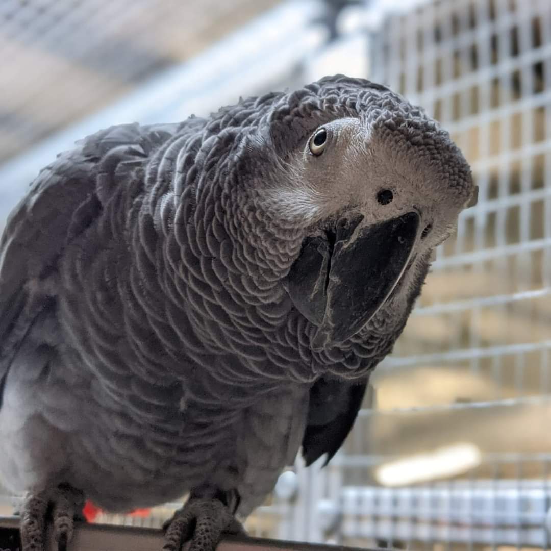 We hope you had a wonderful Christmas! 🎁

Looking for a COVID-safe attraction to visit with the family during the Christmas break? We're open Monday (27th) through to Friday (31st) next week! 

More information on our opening times can be found here: 
abcwildlifepark.co.uk/visitor-info/o…