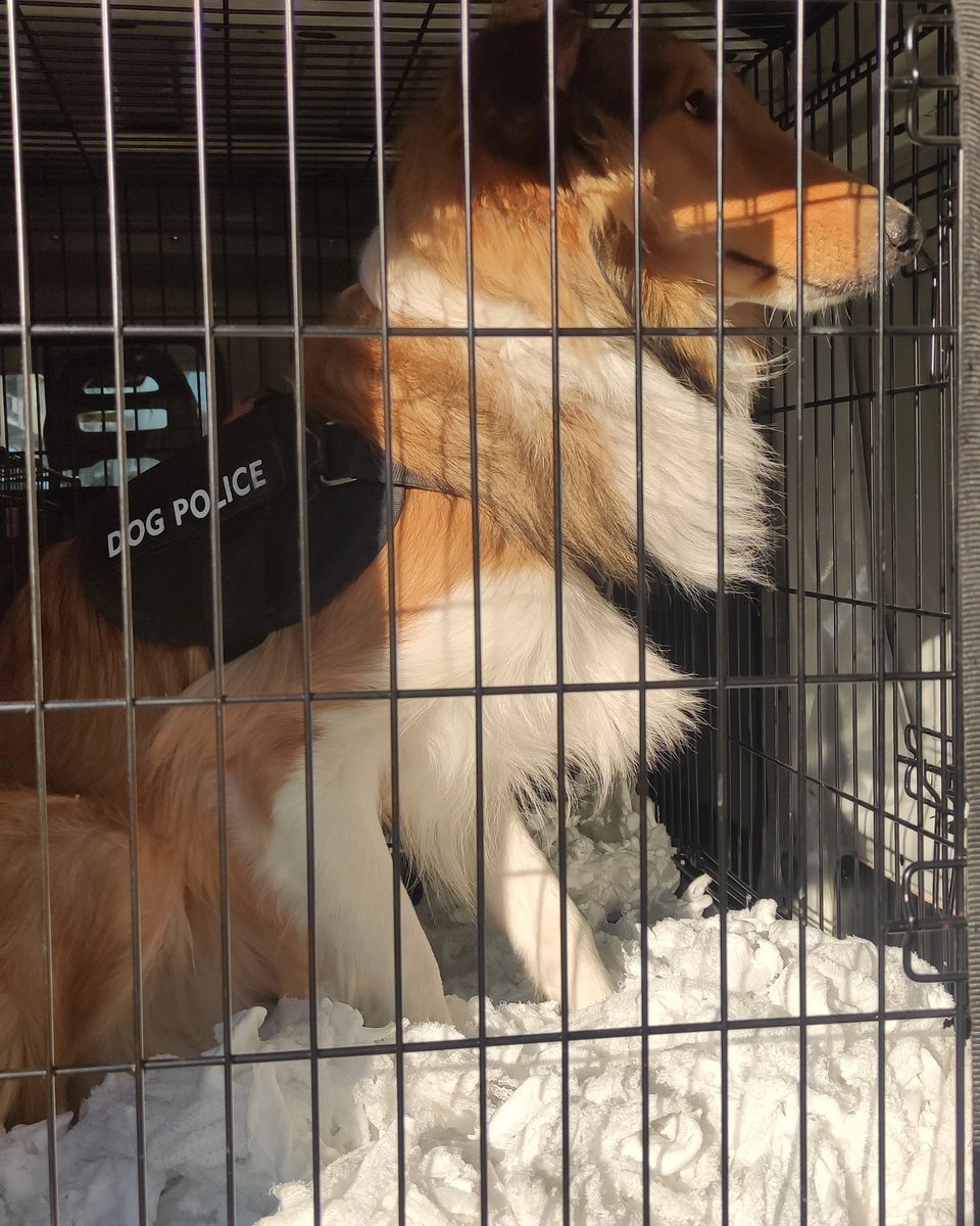 Rezervasyon ☎️ 0552 717 98 22 
Türkiye'nin her bölgesine güvenli pet transfer