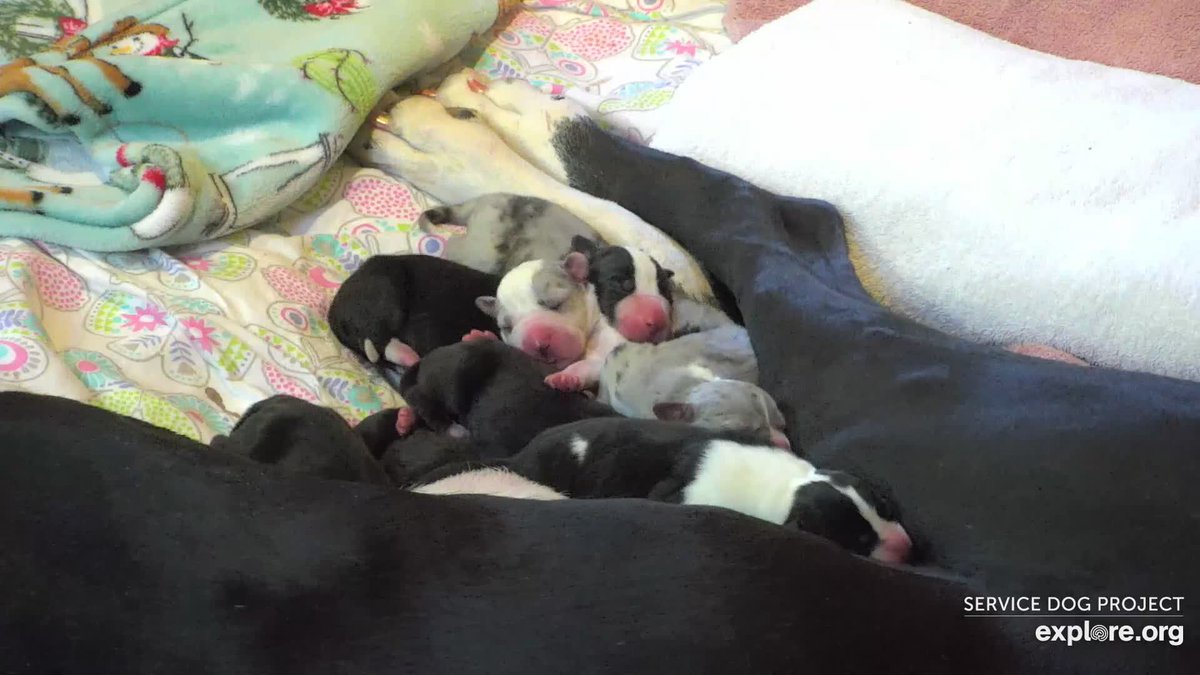 Welcome precious puppies. 
@servicedogproject @dogblessyou #exploreorg #servicedogproject #dogblessyou
#servicedog #servicedogs #greatdaneservicedog #greatdane #greatdanesh
#balance #balanceandmobility #balancedog #greatdanesofinstagram #gteatdanesofig#greatdanelove #danelife
