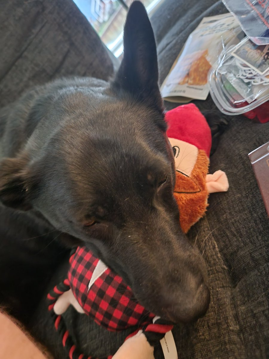 Jon_Bosco_Games's tweet photo. I know you shouldn't have a favorite dog or child, but Porter is my favorite right now #DogsofTwittter #dogs #gingerbeardman #LGBTQIA https://t.co/54WFwz9C2S