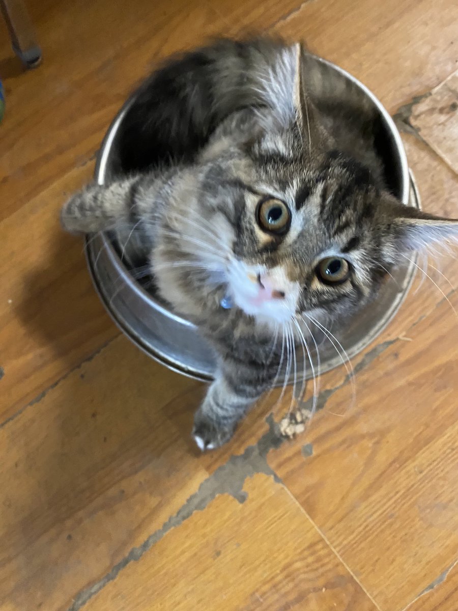 LOOK AT MY CAT