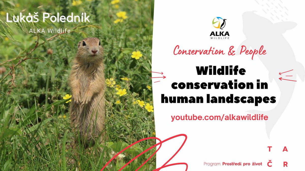 AlkaWildlife's tweet photo. The conservation status of European ground squirrell is critically endangered. Through trademarks such "Souslik friendly wine" and "Souslik friendly orchards'' we have created a tool for communication and education. https://t.co/EyReD0T8I6