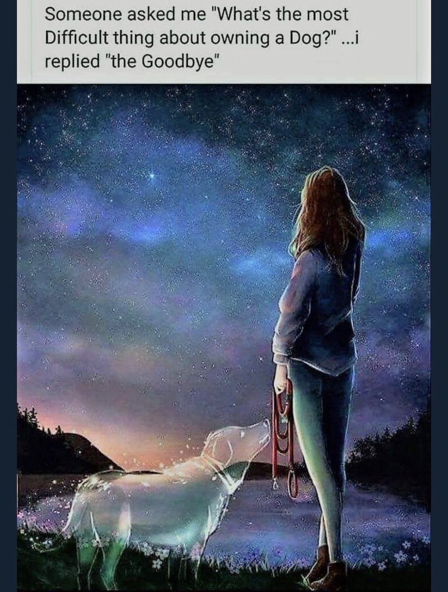 Pug dog George🌈 Bill & Rose tweet media