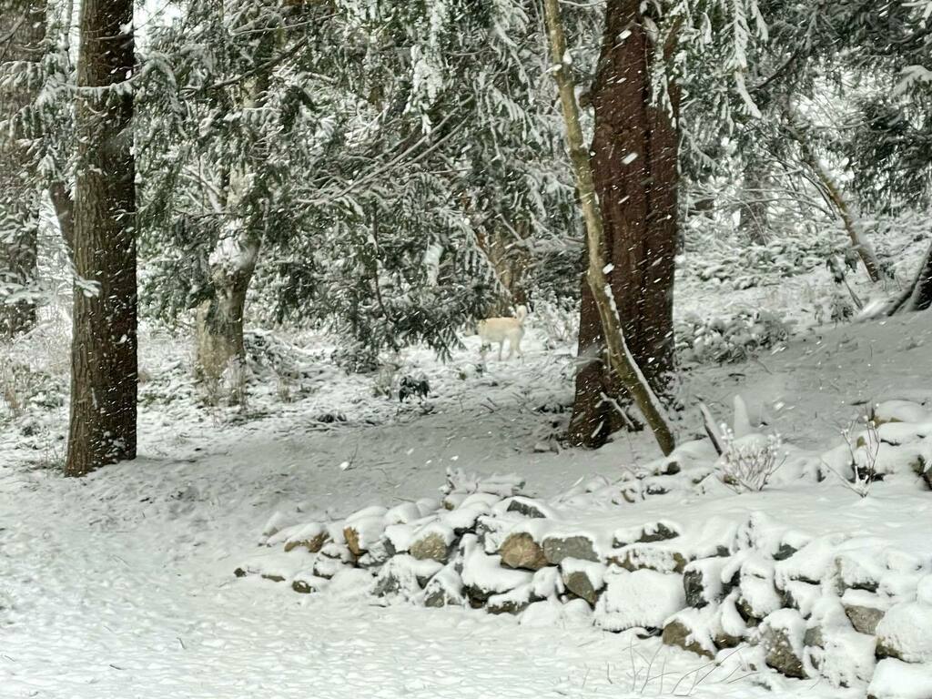 kevinyoungblut's tweet photo. Playing where’s Gibson in the snow. #yyj #trianglemountain https://t.co/QAnTC0H1hI https://t.co/90R6gW7zZ9