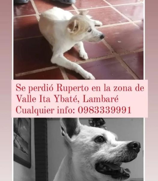 Juan Carlos Dos Santos G. חואן קרלוס tweet media