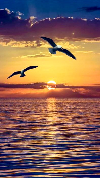 🌹 أريدها
يا طائر النورس المحلق فوق أشرعتي..
دع الريح تدلني على طريقها.
سوف أبحر لها.. باحث عن وطن لها
سوف أصنع مراكبي من أوراق الذكريات.
وأخرج بأسطول من أحرف وكلمات
وإن وصلت لشطها.. سوف أغرق جميع سفني
فإن آخر موانئ الدنيا على شفتي ثغرها
وآخر مشارق الأرض ومغاربها عند نظرة عينها