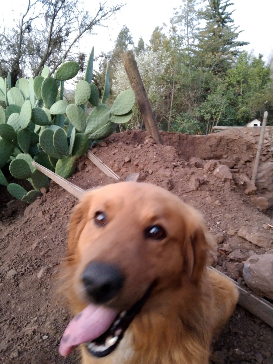Alfredo94834567's tweet photo. @RoroAzul ,@penalolen,@infopenalolen,@TemploBahai,@UAI_CL ,@RedbusU_Oficial,@3PuntosNoticias, vecinas/os de Peñalolén kiltrito extraviado entre Grecia/Diagonal Las Torres/Álvaro Casanova ,Sábado 25/12/2021, favor, informar x este medio . 
Se agradece su atención y disposición https://t.co/HCZUYhhedp