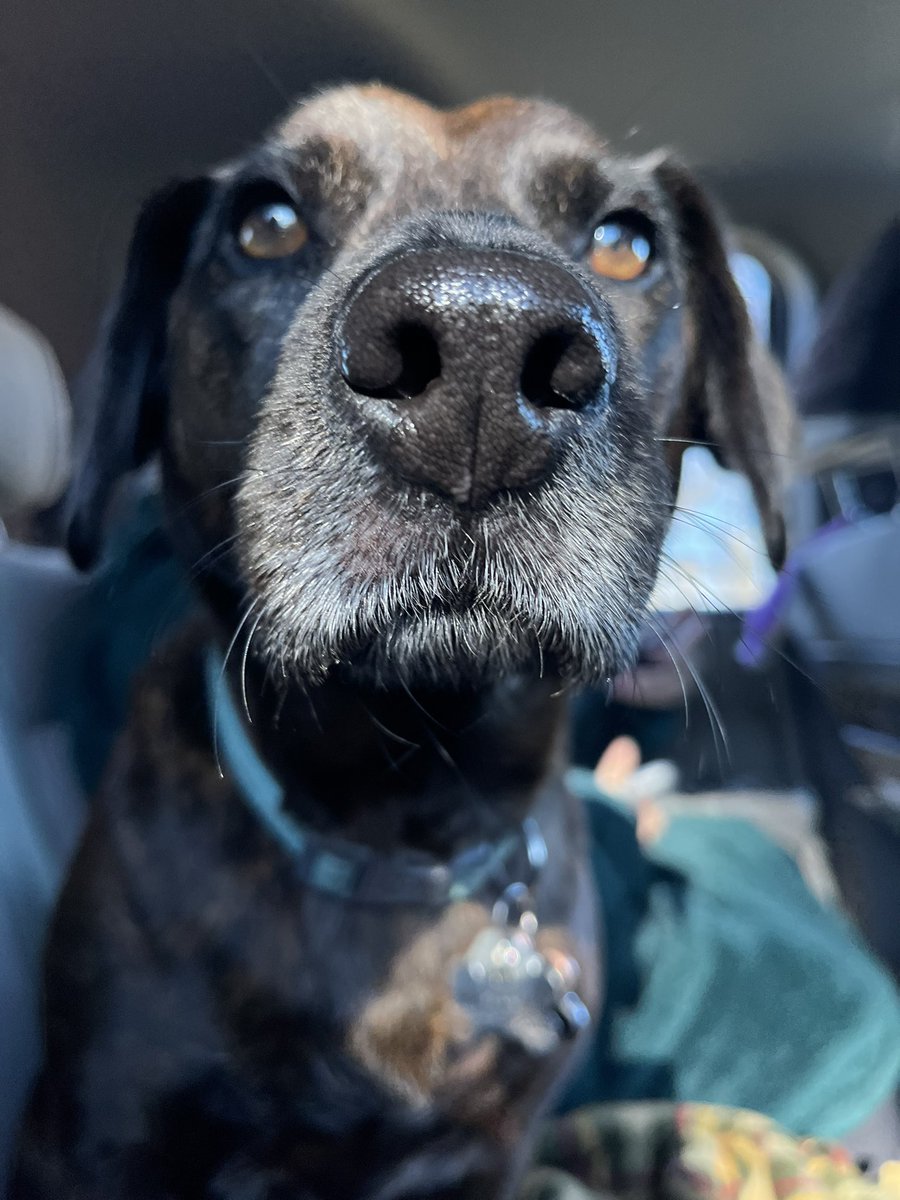 AHenyecz's tweet photo. wanted to share photos of my doggo 🥰 https://t.co/namNwHWFUa