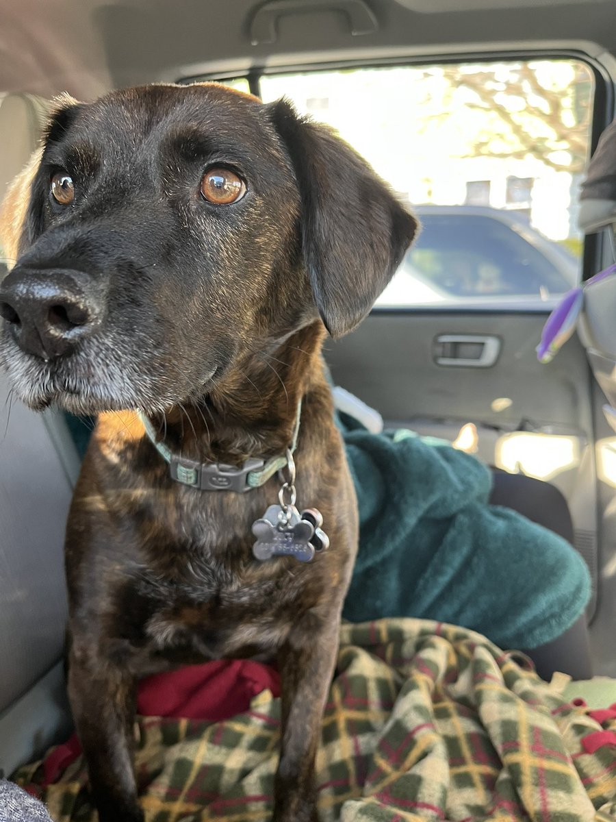 AHenyecz's tweet photo. wanted to share photos of my doggo 🥰 https://t.co/namNwHWFUa