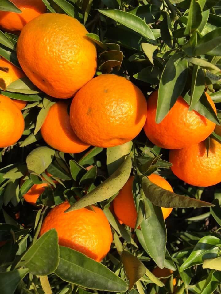naranjasdato's tweet photo. Última semana del 2021 🍊🍊🍊🍊 vamos que nos vamos https://t.co/8aR5hJ8ozJ