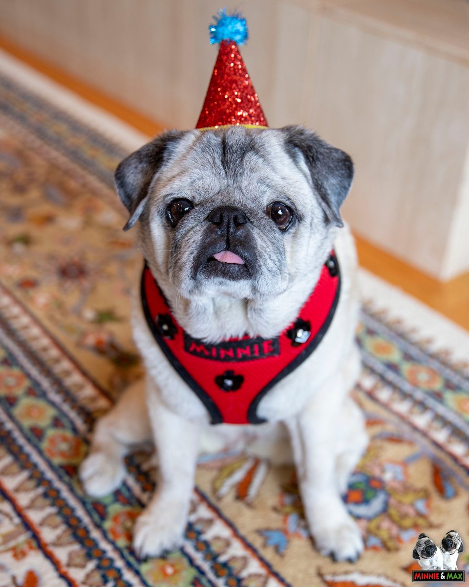 MaggieMiloPugs's tweet photo. "Happy 14th Birthday to me!" 🎂❤️ https://t.co/sCL43mQPU4