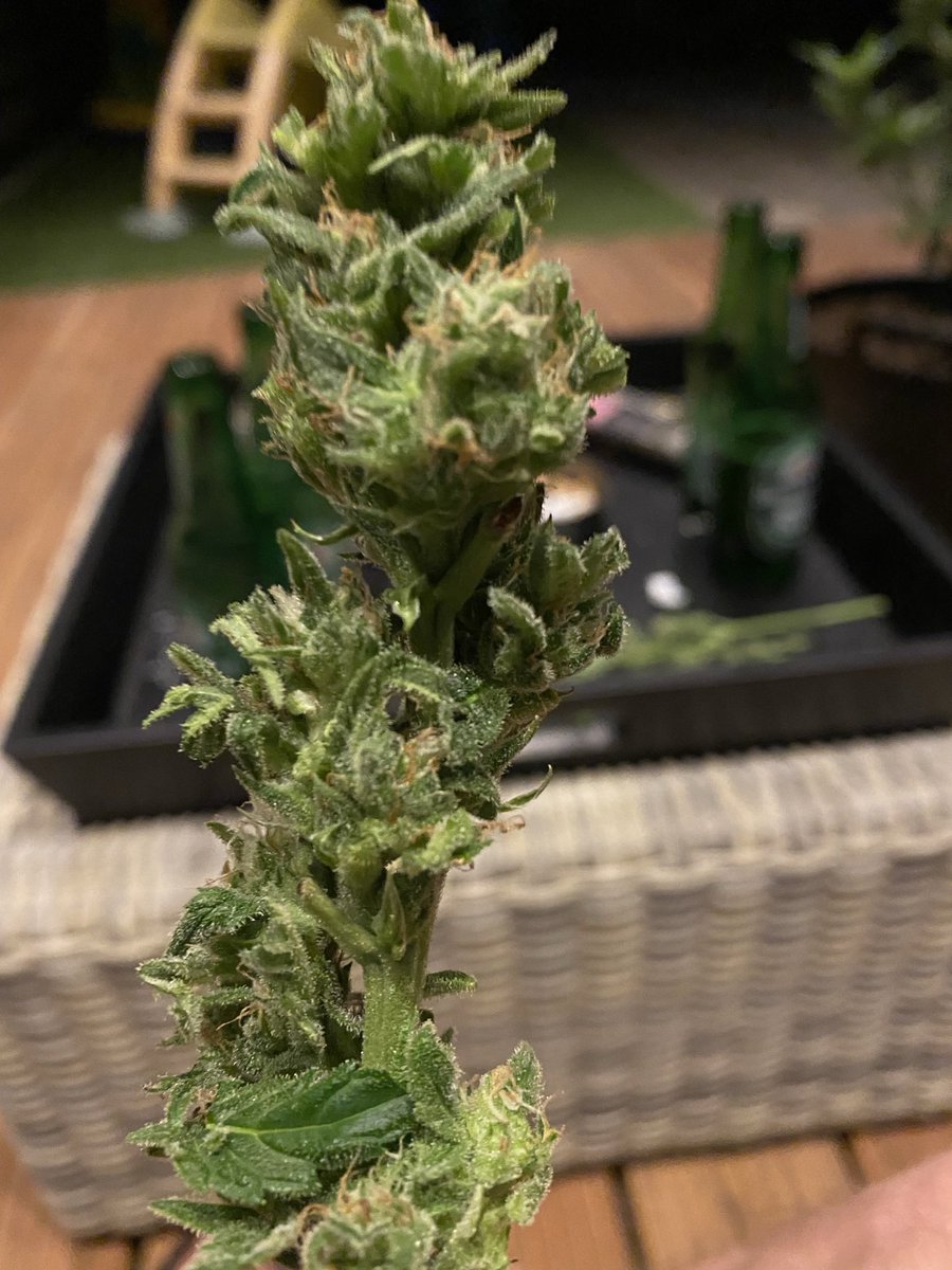 RBerry1991's tweet image. #homegrown #420 #XRPLWeed