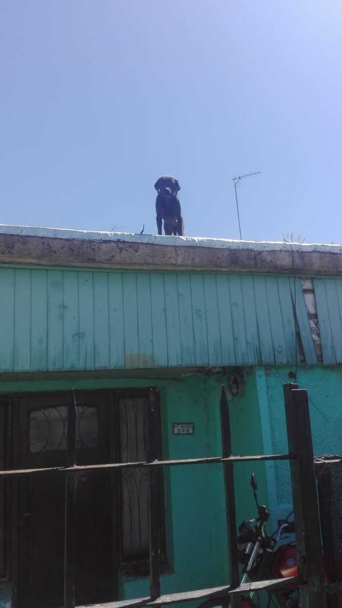 Tabyta201's tweet photo. 🔴MALTRATO ANIMAL
Vive arriba en el techo de esa casa. Come de lo que los vecinos le dan. NUNCA la bajan. Padece todas las temperaturas. Dueño VIOLENTO.
Benito Pérez Galdós 220, entre Rawson y Puerto Argentino. Banfield. Villa Centenario.
Contacto: Nelson +54 9 11 2504-9855 https://t.co/IZcDpSp8ci