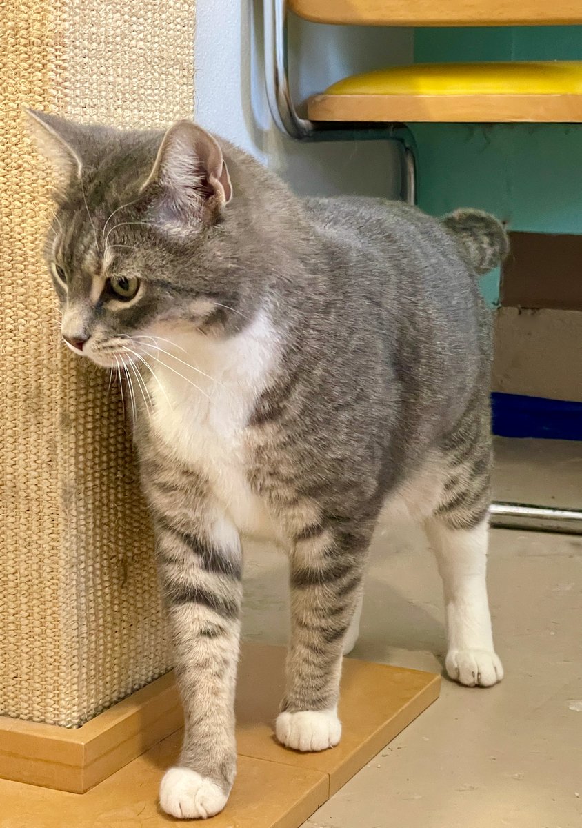 RappCatsAdopt's tweet photo. Docket - a construction site rescue -is such a handsome boy! He is always up for playing & he's getting used to being petted and having attention. #AdoptDontShop #NoVA #VA #DC #MD #Virginia #CatsOfTwitter #catlovers #pets #rescue #shetler #GoodNews #PositiveVibes #PositiveEnergy https://t.co/KfXteyJD2l