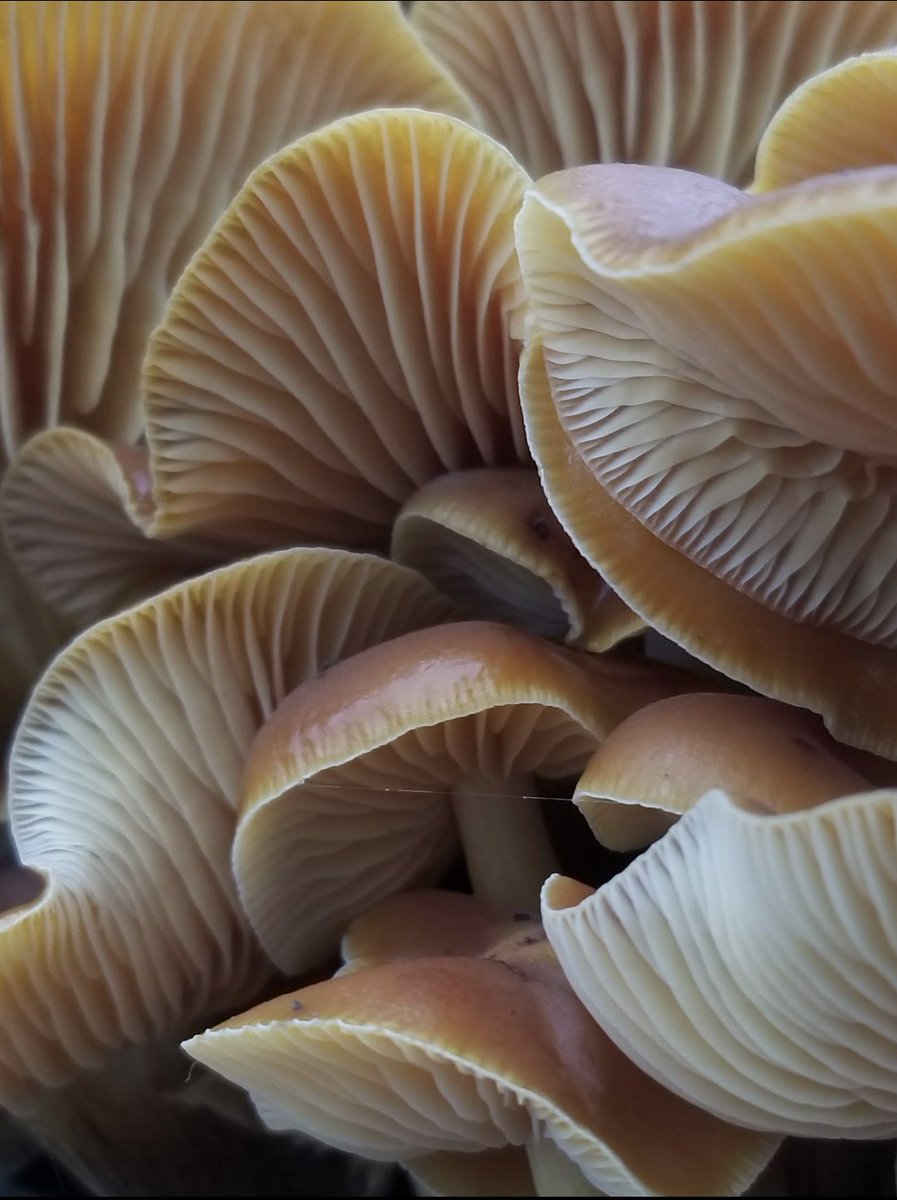 fungus on tree stump