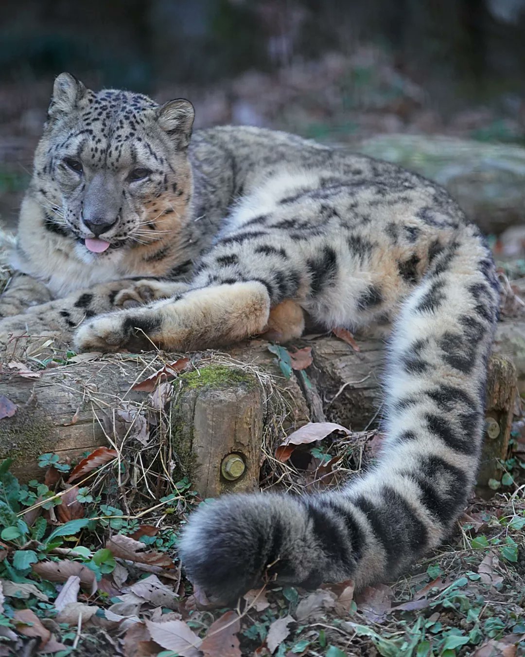 Run Swim Shingo Swimshingo Twitter