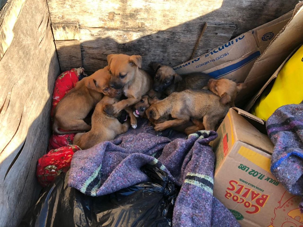 Así los encontramos.
Al menos ya están en un lugar calientito, con comida y agua. 
Pero con estos son más de 70 perros los que tenemos. De todos los tamaños y de todas las edades. Todos buscan casa.
Agradezco su RT para que llegue esto a sus futuros dueños.