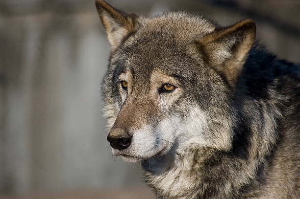 I just don’t feel right, said Wolf miserably. I feel all flat & round & scratchy as a carriage rug. You need a brisk walk, a hot bath & a nice bowl of vegetable soup, said Old Fox. Oh fine, said Wolf, fine.