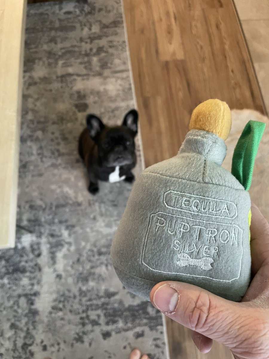 jamespatyoung's tweet photo. My doggo has a new toy. #patron #puptron https://t.co/wHFy3qMscx