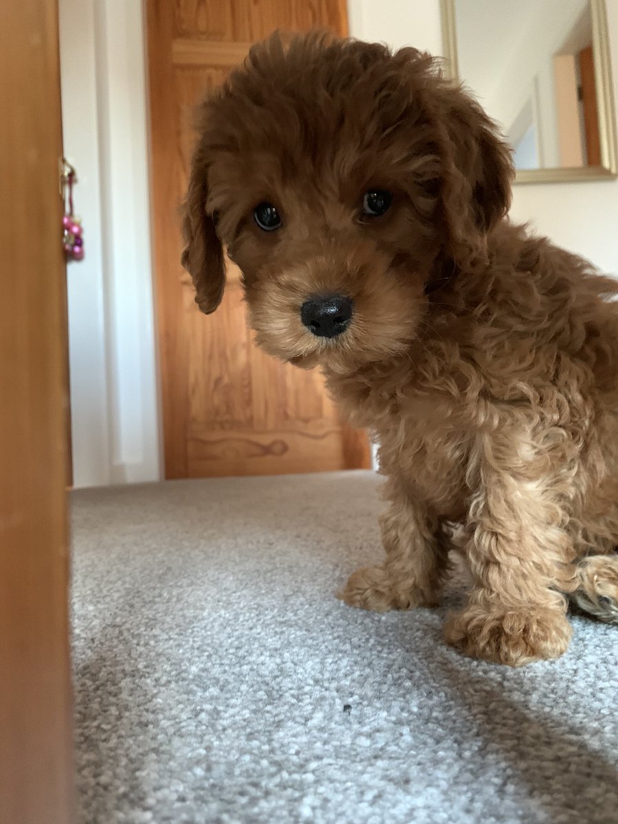 Stuart twigg tweet media