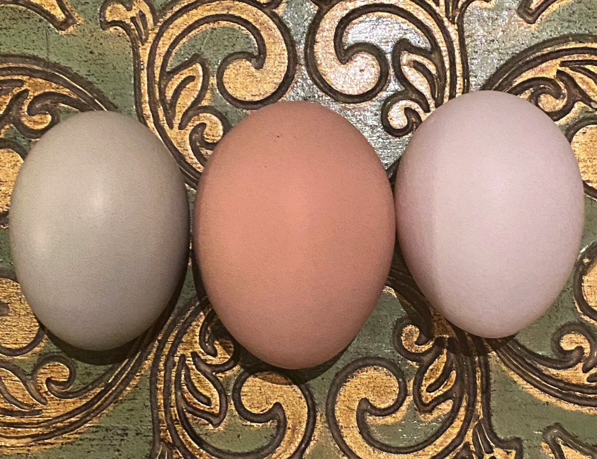 CredeIrby's tweet photo. The girls are laying some beautiful eggs!
#farmlife
#nature
#chickens
#blessings
#reddirtroad
#ThankYouJesus
#GrandOaksFarm
#HomeSweetFarm https://t.co/P6vnX369AE