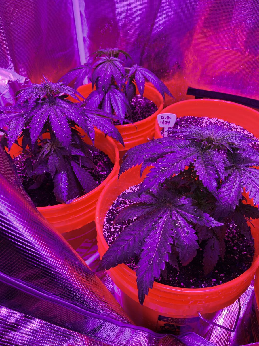 Baby O.G. Kush plants are looking healthy. #cannabisculture