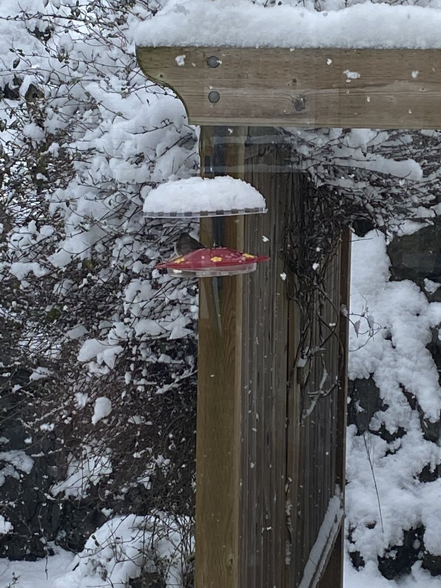 David_Street's tweet photo. Humming birds are definitely trending on Twitter today. Many DIY solutions for freezing humming bird feeders! #BCStorm #Colwood #HummingBirds #DIYRoof https://t.co/1AXFNqzNIh