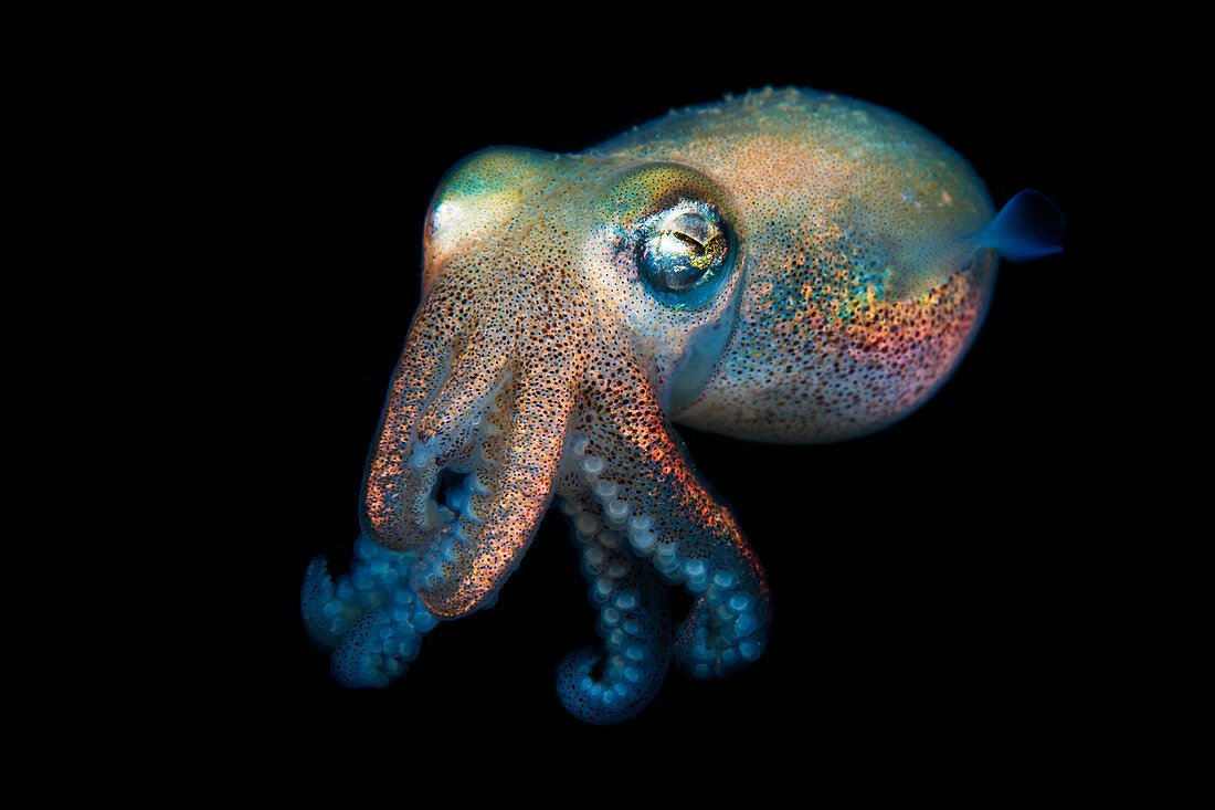 A_aphrodisia's tweet photo. Stubby Squid, Rossia pacifica, Eastern Pacific, Vancouver Island, Canada. https://t.co/jnDoBR2YMP