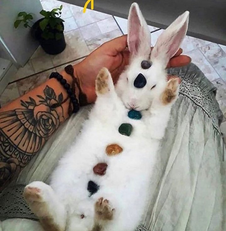 comparte este conejo mágico para alinear tus chakras antes de que termine el año